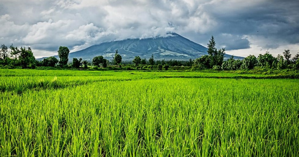 關(guān)于農(nóng)田綠色可持續(xù)修復(fù)的思考
